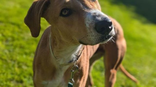 Pet Image
